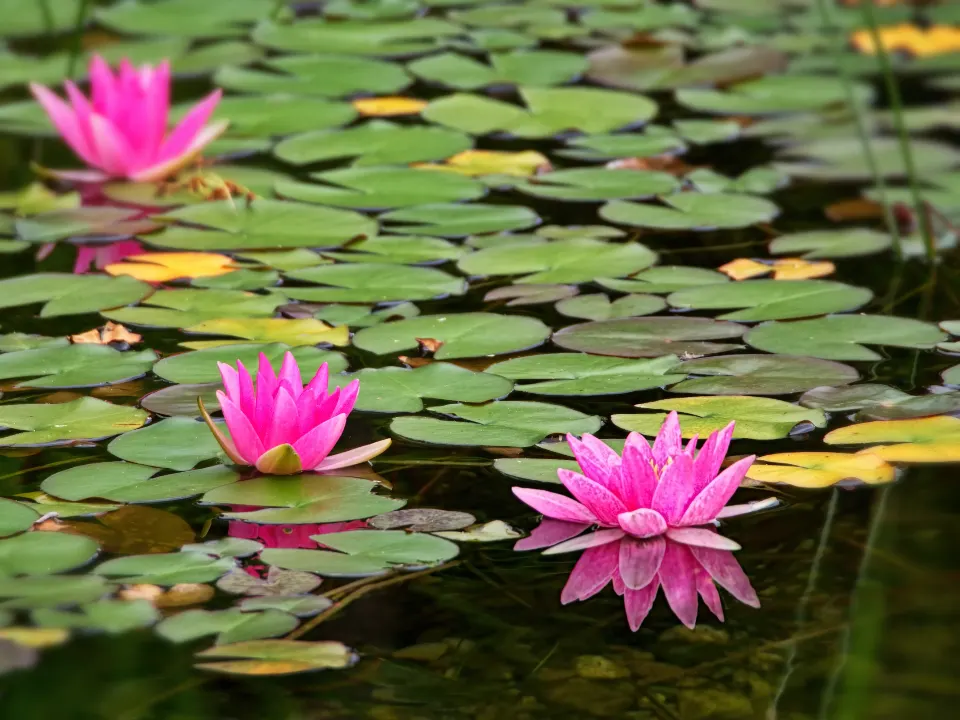 Ảnh cưới 2