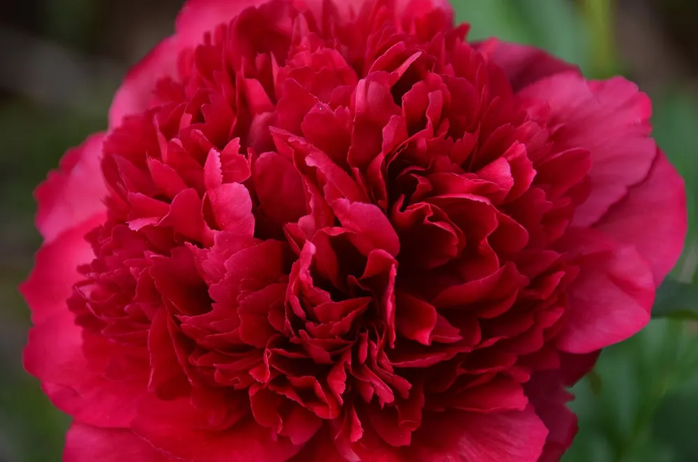 Ảnh cưới 2