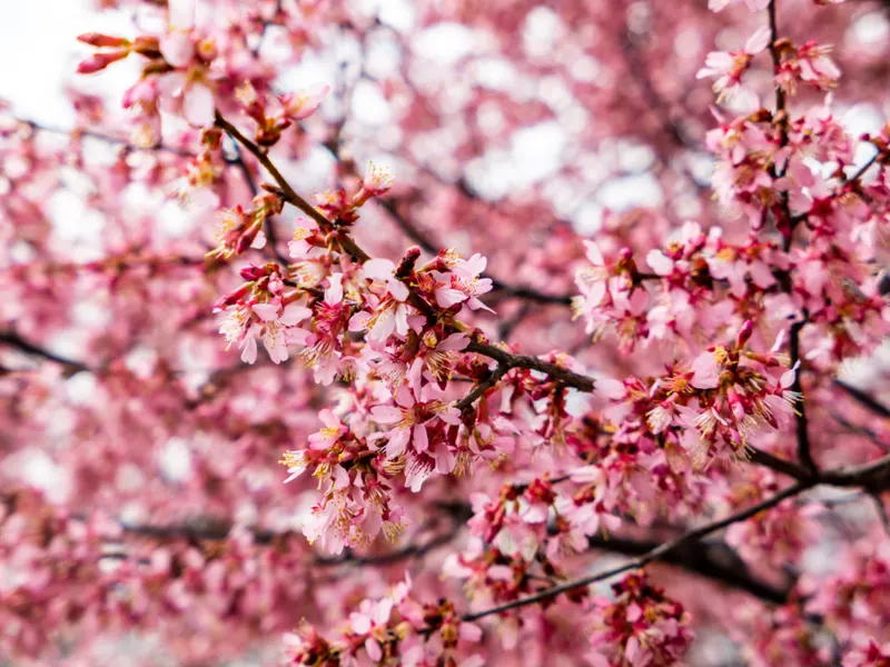 Lời cầu hôn