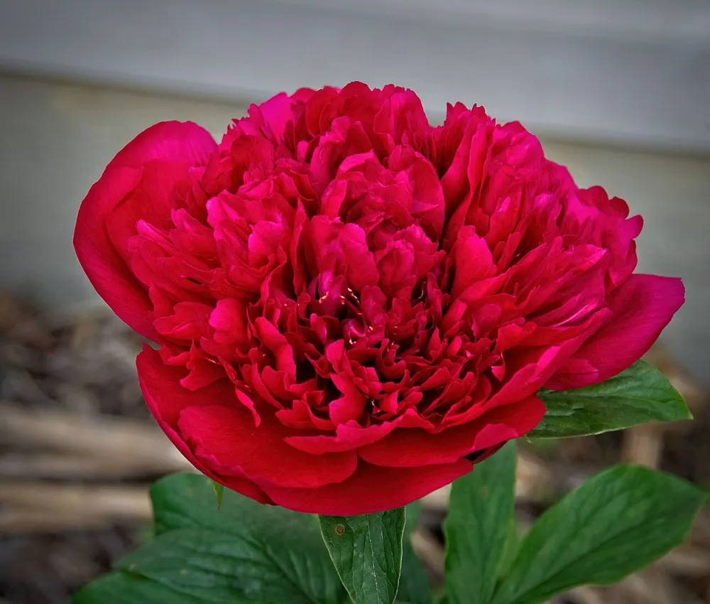 Ảnh cưới 1